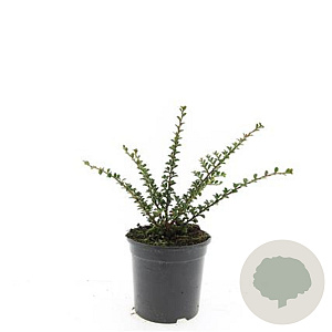 Cotoneaster horizontalis GM C1.3