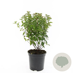 Spiraea jap. 'Manon' GM C1.3