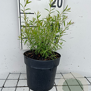Spiraea thunbergii GM C1.3