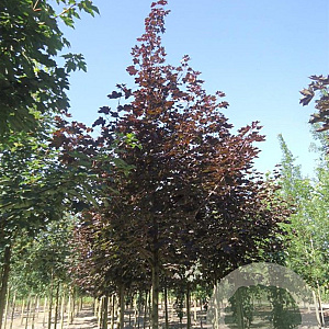 Acer platanoides 'Royal Red' 12-14 HO draadkluit