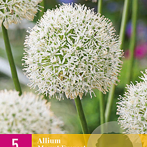 Allium 'Mount Everest' verpakt per 25