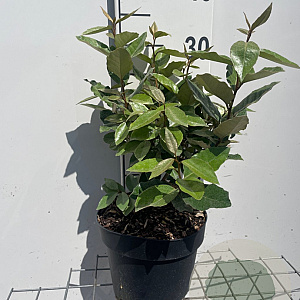 Elaeagnus ebb. 'Compacta' 3,0L