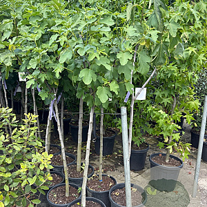 Ficus carica halfstam 25L