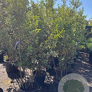 Quercus ilex 160-180 cm 25L