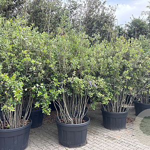 Quercus ilex 200-250 cm cont. 230L meerstammig