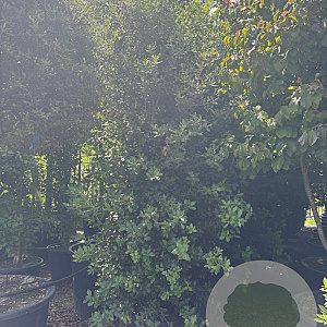 Quercus ilex 300-350 cm cont. 150L meerstammig