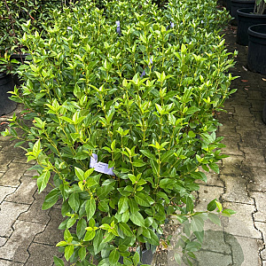 Viburnum tinus 30-40 cm 9L