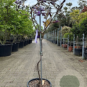 Wisteria brach. 'Iko-yama-fuji' 90 cm stam container Halfstam Parasol
