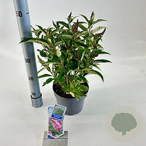 Buddleja d. B. Candy Little Pink 30-35 cm 3,0L