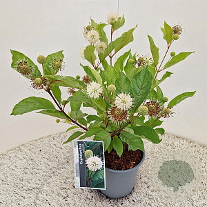 Cephalanthus occidentalis 25-30 cm 2,5L