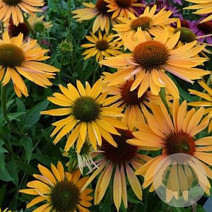 Echinacea p. 'Big Kahuna' GM P9