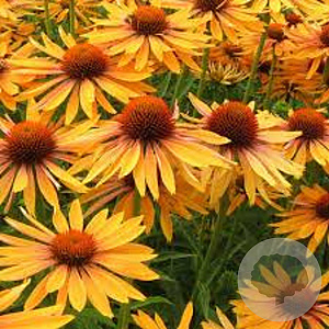 Echinacea p. 'Big Kahuna' GM P9