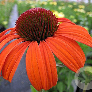 Echinacea 'Tangerine Dream' GM P9