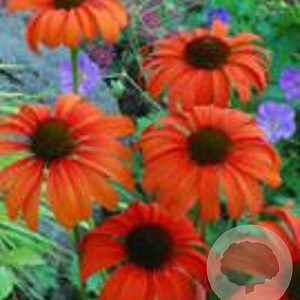 Echinacea 'Tangerine Dream' GM P9