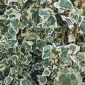 Hedera hel. 'Chester' 80-100 cm rozenpot 2L