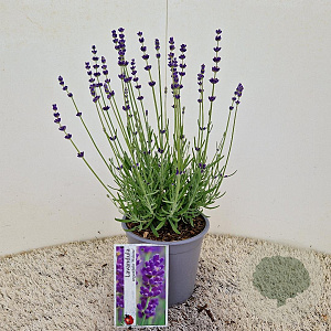 Lavandula ang. 'Hidcote' 15-20 cm C1.5