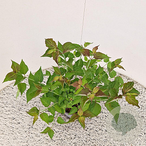Leycesteria formosa 25-30 cm 3,0L