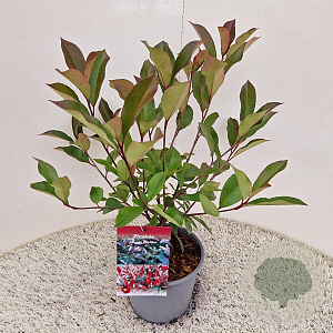 Photinia fraseri 'Red Robin' 45-50 cm 3,0L