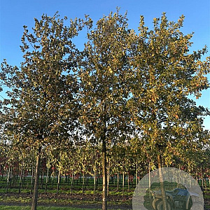 Quercus robur 35-40 HO draadkluit