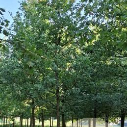 Quercus robur 40-45 HO draadkluit