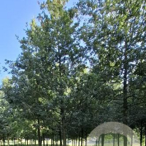 Quercus robur 40-45 HO draadkluit