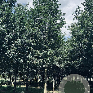Quercus robur 40-45 HO draadkluit
