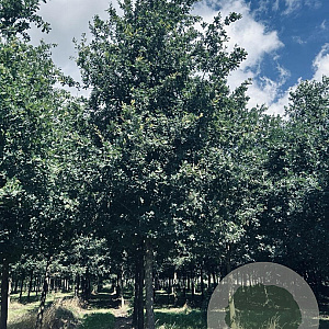 Quercus robur 40-45 HO draadkluit