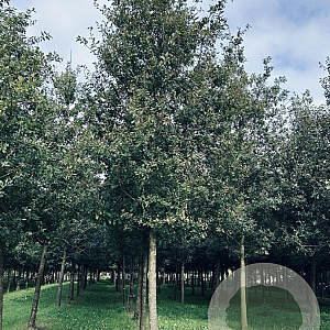 Quercus robur 40-45 HO draadkluit