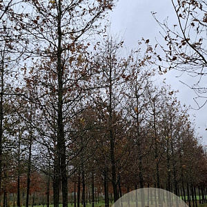 Quercus robur 45-50 HO draadkluit