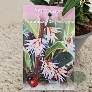 Sarcococca h. Winter Gem 20-25 cm 2,5L