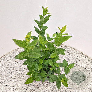 Vaccinium c. 'Goldtraube 23' 30-35 cm 3,0L