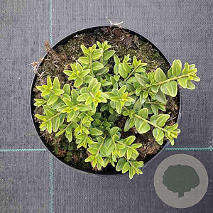 Lonicera nit. 'Maigrün' GM C1.3