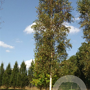 Betula p. 'Obelisk' 12-14 HO draadkluit geveerd