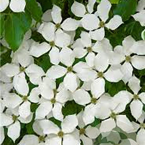 Cornus k. 'Kreuzdame' 8-10 HO draadkluit