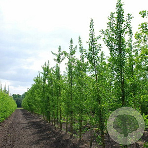 Ginkgo bil. 'Denise' 8-10 HO draadkluit