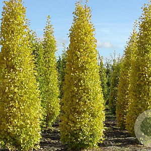 Ginkgo bil. 'Lakeview' 12-14 HO draadkluit geveerd