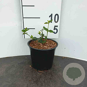 Euonymus fortunei 'Dart's Blanket' 120x100 Mobilane kant en klaar haag