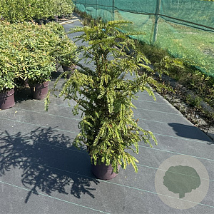 Taxus baccata 80-100 cm 13L