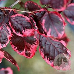 Fagus sylvatica 'Tricolor' 12-14 cm draadkluit BEVEERD