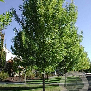 Fraxinus pennsylvanica 'Summit' 16-18 cm draadkluit
