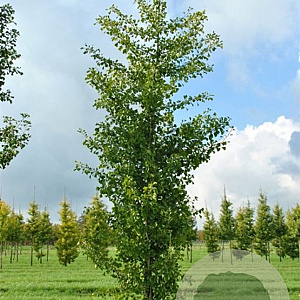 Ginkgo biloba 'Fastigiata' 16-18 cm draadkluit