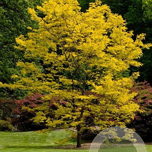 Gleditsia triacanthos 'Sunburst Locust' 200-250 cm draadkluit meerstammig