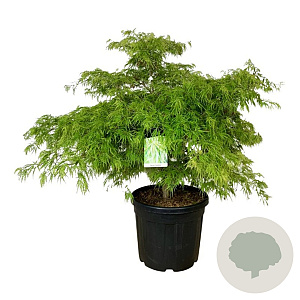 Acer pal. 'Dissectum' 100-125 cm cont. 55L breed extra