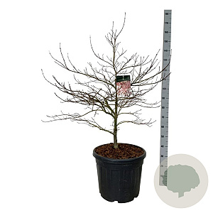 Acer pal. 'Garnet' 100-125 cm cont. 55L breed extra