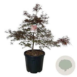Acer pal. 'Garnet' 100-125 cm cont. 55L breed extra
