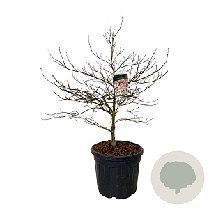 Acer pal. 'Garnet' 100-125 cm cont. 55L breed extra