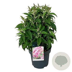 Buddleja d. B. Candy Little Pink 50-60 cm 14L