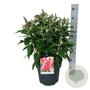 Buddleja d. B. Candy Little Ruby 50-60 cm 14L