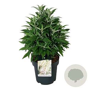 Buddleja d. B. Candy Little White 50-60 cm 14L