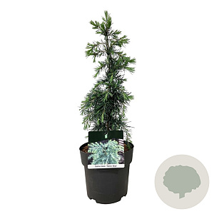 Cedrus deod. 'Feelin' Blue' 30-40 cm P21 piramide